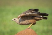 Savanna Hawk (Heterospizias meridionalis) - Refugio Caiman - Miranda city - Mato Grosso do Sul state (MS) - Brazil