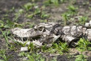 Yacare caiman (caiman crocodilus yacare) dead - Refugio Caiman - Miranda city - Mato Grosso do Sul state (MS) - Brazil