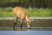 Marsh Deer (Blastocerus dichotomus) - Refugio Caiman - Miranda city - Mato Grosso do Sul state (MS) - Brazil