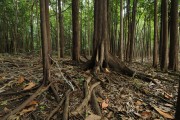 Igapo Forest - Mariua Archipelago - Barcelos city - Amazonas state (AM) - Brazil