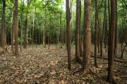 Igapo Forest - Mariua Archipelago - Barcelos city - Amazonas state (AM) - Brazil