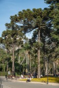 Araucaria trees on the Municipal Public Promenade of Curitiba - Curitiba city - Parana state (PR) - Brazil