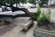 Tree over benches on the Copacabana Beach Boardwalk - Rio de Janeiro city - Rio de Janeiro state (RJ) - Brazil