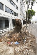 Tree trunk cut and sidewalk damaged by tree roots - Rio de Janeiro city - Rio de Janeiro state (RJ) - Brazil
