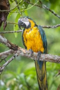 Blue-and-yellow Macaw (Ara ararauna) in the Rio Negro Sustainable Development Reserve - Anavilhanas National Park - Novo Airao city - Amazonas state (AM) - Brazil