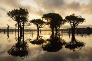 Sunrise view with flooded trees in Rio Negro - Anavilhanas National Park - Manaus city - Amazonas state (AM) - Brazil