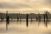 Sunrise view with flooded dead trees in Rio Negro - Anavilhanas National Park - Manaus city - Amazonas state (AM) - Brazil