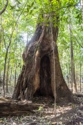 Big tree in the Amazon rainforest - Anavilhanas National Park - Manaus city - Amazonas state (AM) - Brazil