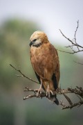 Black-collared Hawk (Busarellus nigricollis) on tree branch - Refugio Caiman - Miranda city - Mato Grosso do Sul state (MS) - Brazil
