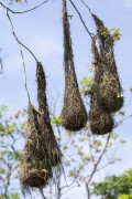 Bird nests hanging from tree - Refugio Caiman - Miranda city - Mato Grosso do Sul state (MS) - Brazil