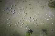Picture taken with drone of green fields and livestock- Refugio Caiman - Miranda city - Mato Grosso do Sul state (MS) - Brazil