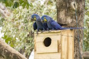 Hyacinth Macaws (Anodorhynchus hyacinthinus) in an artificial nest used for research - Refugio Caiman - Miranda city - Mato Grosso do Sul state (MS) - Brazil