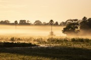 Pantanal landscape view at sunrise - Caiman Refuge - Miranda city - Mato Grosso do Sul state (MS) - Brazil