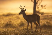 Pampas deer (Ozotoceros bezoarticus) in the Pantanal landscape at dawn - Refugio Caiman - Miranda city - Mato Grosso do Sul state (MS) - Brazil