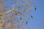 Nanday Parakeet (Aratinga nenday) - Refugio Caiman - Miranda city - Mato Grosso do Sul state (MS) - Brazil