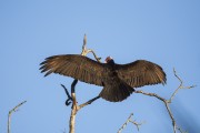 Turkey Vulture (Cathartes aura) on tree branch - Refugio Caiman - Miranda city - Mato Grosso do Sul state (MS) - Brazil