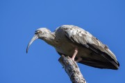Plumbeous Ibis (Theristicus caerulescens) - Refugio Caiman - Miranda city - Mato Grosso do Sul state (MS) - Brazil