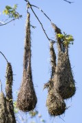 Crested Oropendola (Psarocolius decumanus) nests hanging from tree - Refugio Caiman - Miranda city - Mato Grosso do Sul state (MS) - Brazil