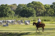 Cowboy with cattle in the Pantanal - Refugio Caiman - Miranda city - Mato Grosso do Sul state (MS) - Brazil
