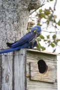 Hyacinth Macaw (Anodorhynchus hyacinthinus) in an artificial nest used for research - Refugio Caiman - Miranda city - Mato Grosso do Sul state (MS) - Brazil