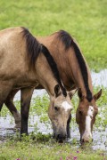 Horses drinking water in a wetland in the Pantanal - Refugio Caiman - Miranda city - Mato Grosso do Sul state (MS) - Brazil