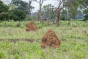 Termite nest in the Pantanal landscape- Caiman Refuge - Miranda city - Mato Grosso do Sul state (MS) - Brazil