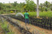 Man watering plants in flower shop - Guarani city - Minas Gerais state (MG) - Brazil
