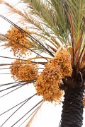 Detail of date palm (Phoenix dactylifera) in the Ziz River Valley - Errachidia - Meknes-Tafilalet - Morocco