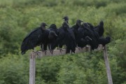 Black-headed Vulture (Coragyps atratus) on a soccer goal during the ebb of the Negro River - Manaus city - Amazonas state (AM) - Brazil