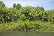 Vegetation on the banks of the Preguicas River near to Lencois Maranhenses National Park  - Barreirinhas city - Maranhao state (MA) - Brazil