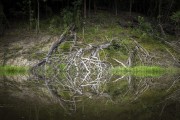 Reflection of dead tree on riverside - Manaus city - Amazonas state (AM) - Brazil