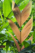 Detail of a leaf in the Amazon rainforest - Manaus city - Amazonas state (AM) - Brazil