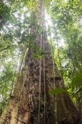 Big tree in the Amazon rainforest - Manaus city - Amazonas state (AM) - Brazil