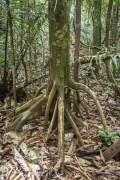 Tree detail in the Amazon rainforest with exposed roots - Manaus city - Amazonas state (AM) - Brazil