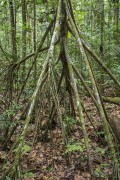 Tree detail in the Amazon rainforest with exposed roots - Manaus city - Amazonas state (AM) - Brazil