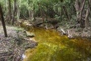 View of small stream in the Amazon rainforest - Manaus city - Amazonas state (AM) - Brazil