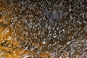 Detail of foam in a small stream in the Amazon rainforest - Manaus city - Amazonas state (AM) - Brazil