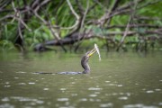 Neotropic Cormorant (Nannopterum brasilianus) hunting fish in the river in the Amazon Rainforest - Manaus city - Amazonas state (AM) - Brazil