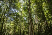 Detail of the Atlantic Forest - Tijuca Forest - Tijuca National Park - Rio de Janeiro city - Rio de Janeiro state (RJ) - Brazil