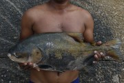 Worker at the Port of Modern Manaus holding Tambaqui fish - Manaus city - Amazonas state (AM) - Brazil