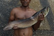 Worker at the Port of Modern Manaus holding Aruana fish - Manaus city - Amazonas state (AM) - Brazil