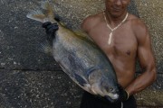 Worker at the Port of Modern Manaus holding Tambaqui fish - Manaus city - Amazonas state (AM) - Brazil