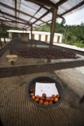 Coffee drying on a raised terrace - Alto Caparao city - Minas Gerais state (MG) - Brazil