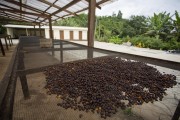 Coffee drying on a raised terrace - Alto Caparao city - Minas Gerais state (MG) - Brazil