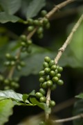 Coffee plantation - Alto Caparao city - Minas Gerais state (MG) - Brazil