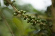 Coffee plantation - Alto Caparao city - Minas Gerais state (MG) - Brazil