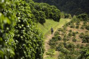 Coffee plantation - Alto Jequitiba city - Minas Gerais state (MG) - Brazil