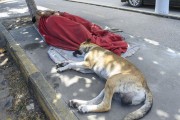 Homeless couple and pet sleeping on mattress on sidewalk - Fortaleza city - Ceara state (CE) - Brazil