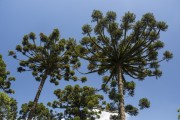 Araucaria trees in Curitiba - Curitiba city - Parana state (PR) - Brazil