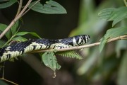 Snake in the Atlantic Forest near Salto Morato - Guaraquecaba city - Parana state (PR) - Brazil